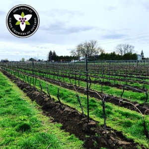 2021 - Ferox receives the Ontario Viticulture Sustainability Certification
“We pay meticulous attention to the health of our soil and do not use any herbicide. Instead, we use mechanical weed management which allows us to improve biodiversity, the soil structure and organic matter” – Gianluca Alaimo Di Loro, Assistant Winemaker
